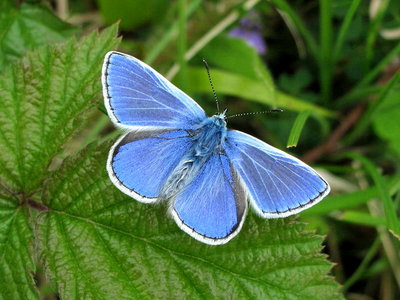 Common Blue male - Woldingham, Surrey 1-June-2012