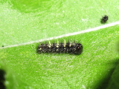 Painted Lady larva 3rd instar (post moult) - Crawley, Sussex 15-Aug-2019