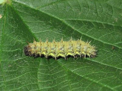 Red Admiral 5th instar larva - Crawley, Sussex 17-Apr-2017 (L19)