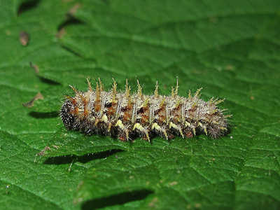 Red Admiral 5th instar larva - Crawley, Sussex 6-Apr-2017 (L12)