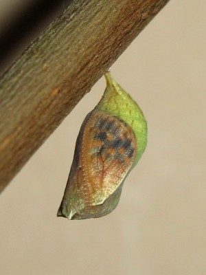 Speckled Wood pupa (15 hours before emergence) - Crawley, Sussex 28-July-2014