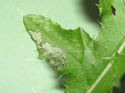 Painted Lady larva (3rd instar feeding damage) - Crawley, Sussex 16-Aug-2019