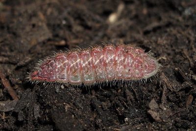 L2 (typical colouration of larva 10 hours after descending) 29-May-11