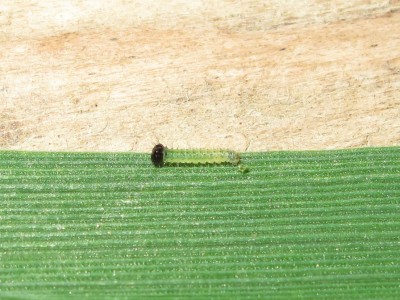 First instar larva after first meal - Crawley, Sussex 2-June-2014