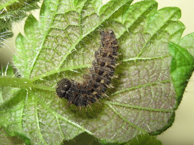 Red Admiral 5th instar larva - Crawley, Sussex 15-Mar-2016 (L6)