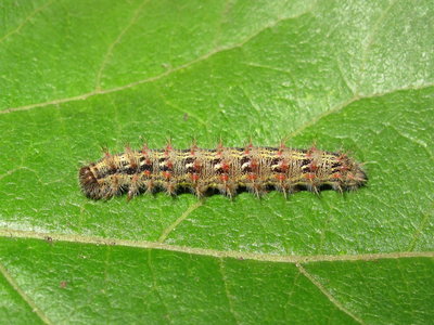 Painted Lady larva 5th instar (coloured form) - Crawley, Sussex 20-Sept-2019 (L12)