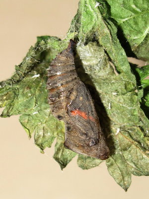 Red Admiral pupa - Crawley, Sussex 22-Apr-2018