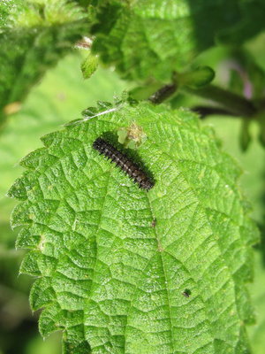 Red Admiral 3rd instar larva constructing tent - Chaldon, Surrey 30-July-2011