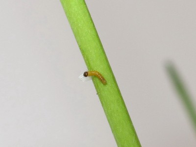 Orange-tip larva consuming egg shell - Crawley, Sussex 22-April-2020