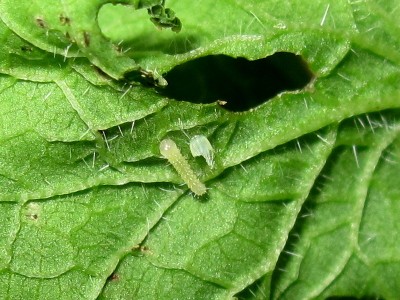GVW first instar larva - Crawley, Sussex 10-Sept-2023