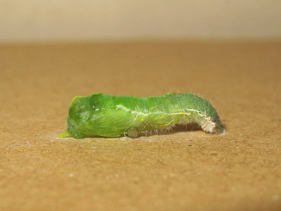 Small White larva pupating - Caterham, Surrey 2-Nov-2013