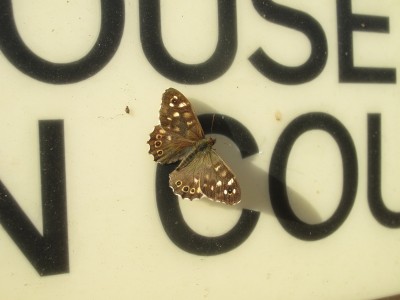 Speckled Wood male #1 - Crawley, Sussex 25-Nov-2021