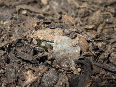 Common Blue pupal cell 29-May-2012