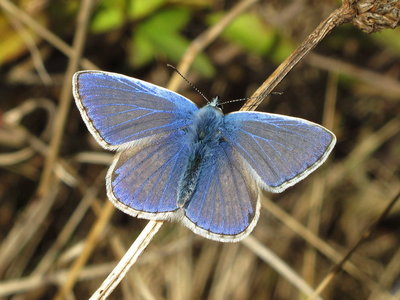 Common Blue male - Southwick Basin 2-Nov-2016