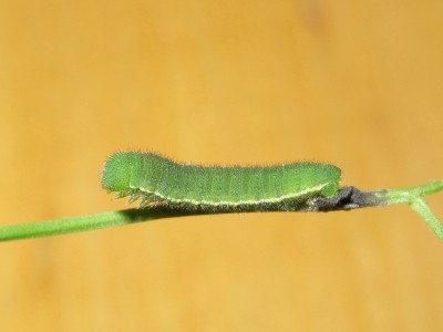 Clouded Yellow larva 5th instar (post-moult) - Crawley, Sussex 2-Oct-2020
