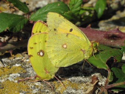 Clouded Yellow mating pair - Birling Gap, Sussex 1-Oct-2009