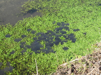 Frogspawn - Ferring Rife, Sussex 24-Feb-2019