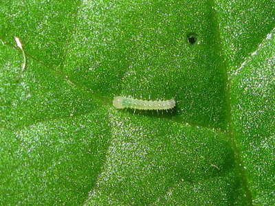 GVW first instar larva - Crawley, Sussex 10-May-2017