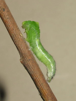 Larva pupating 30-May-2015