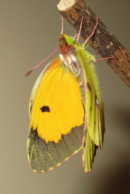 Clouded Yellow male (inflating wings) - Crawley, Sussex 24-Oct-2020