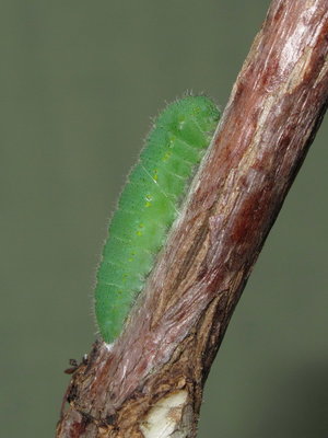 Small White larva (awaiting pupation) 22-Aug-2010