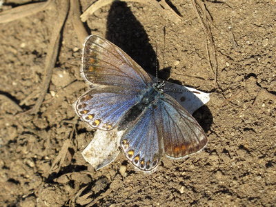 Common Blue female - Southwick Basin 2-Nov-2016