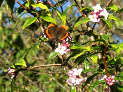 Red Admiral - Crawley, Sussex 13-Jan-2022