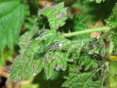 Moth larva - Lancing, Sussex 17-Feb-2019