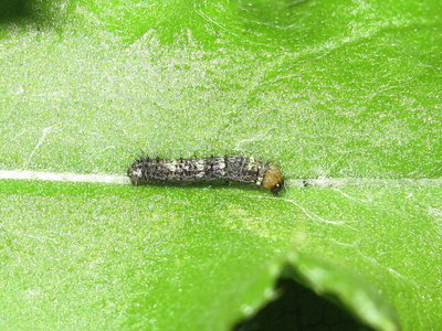 Painted Lady larva 2nd instar (moulting to 3rd) - Crawley, Sussex 15-Aug-2019