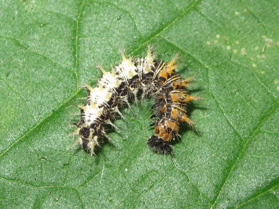 Comma larva 4th instar (pre-moult) - Crawley, Sussex 27-July-2017