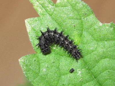 Red Admiral 4th instar larva - Crawley, Sussex 21-July-2017