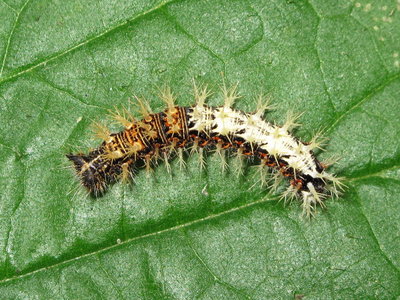Comma larva 5th instar - Crawley, Sussex 27-July-2017