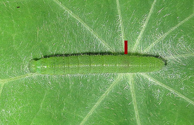 Small White (4th instar) larva #2