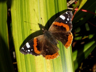 Red Admiral 2 - Crawley, Sussex 6-Feb-2020
