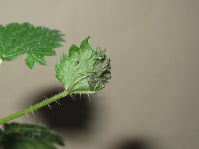 3rd instar larval tent (after 17 days) - Crawley Sussex 5-Jan-2016