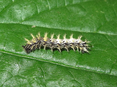 Comma larva 4th instar - Crawley, Sussex 22-July-2017