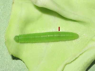 Small White (4th instar) larva #1