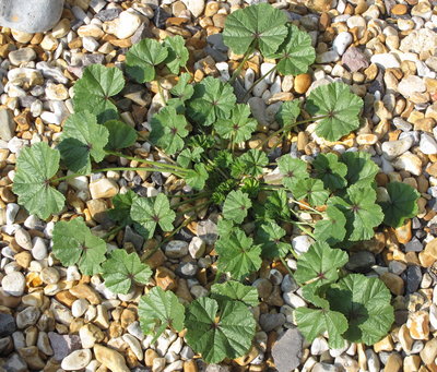 Mallow plant - Lancing, Sussex 27-Aug-2019