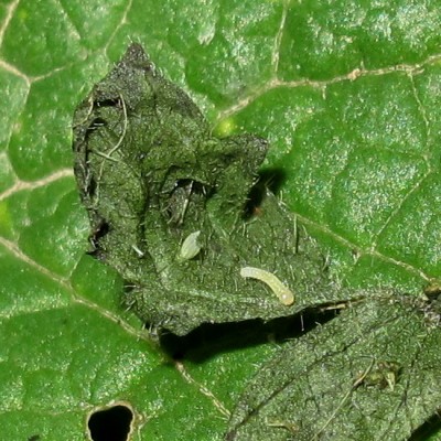 GVW first instar larva - Crawley, Sussex 12-Sept-2023