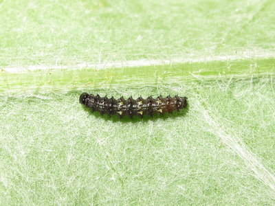 Painted Lady larva 2nd instar - Lancing, Sussex 21-July-2019