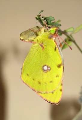 Clouded Yellow male (inflating wings) - Crawley, Sussex 24-Oct-2020
