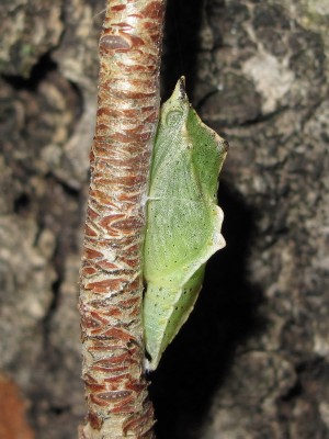 Small White pupa (green form) - Caterham, Surrey 23-Oct-2011