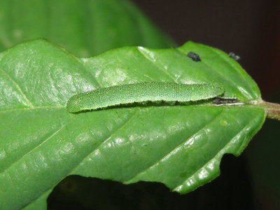 Brimstone larva 4th instar (post moult) - Crawley, Sussex 8-June-2017