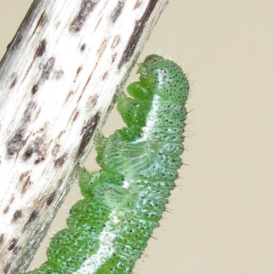 Orange-tip larva