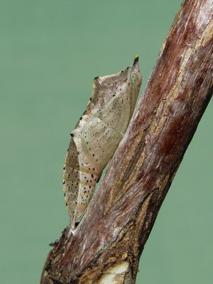 Small White pupa (brown form) 24-Aug-2010