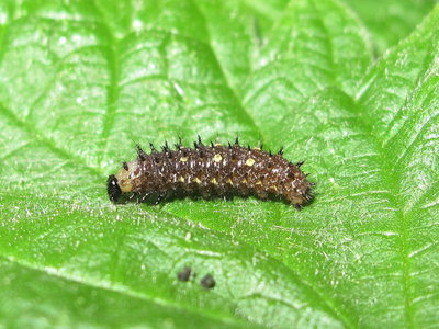 Red Admiral 3rd instar larva (pre-moult) - Crawley, Sussex 8-Apr-2019