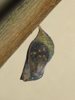 Speckled Wood pupa (3 hours before emergence) - Crawley, Sussex 29-July-2014