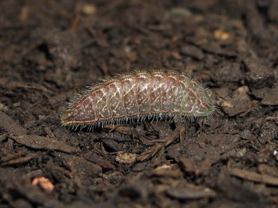 Brown Hairstreak larva (L3) 2 hours later