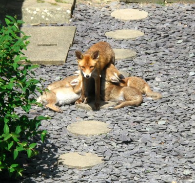 Mother with four cubs -  Crawley, Sussex 5-June-2024