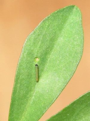 Clouded Yellow larva 1st instar (24 hours old) - Crawley, Sussex 16-Sept-2020